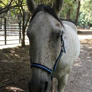 Blue and black breakaway halter(closing down shop this week, deleting this soon)